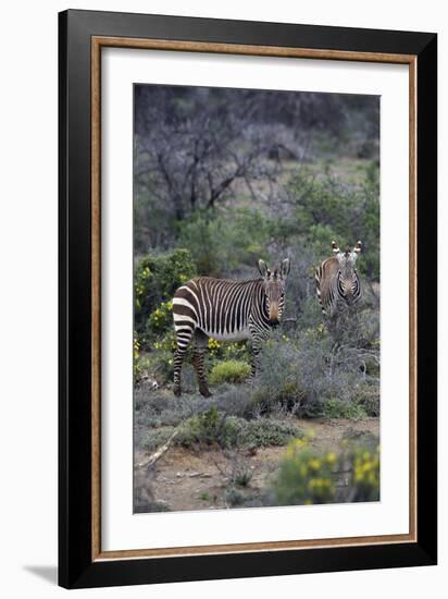 African Zebras 011-Bob Langrish-Framed Photographic Print