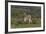 African Zebras 019-Bob Langrish-Framed Photographic Print