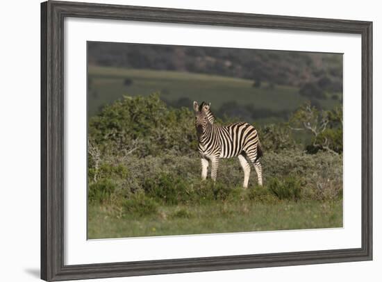 African Zebras 019-Bob Langrish-Framed Photographic Print