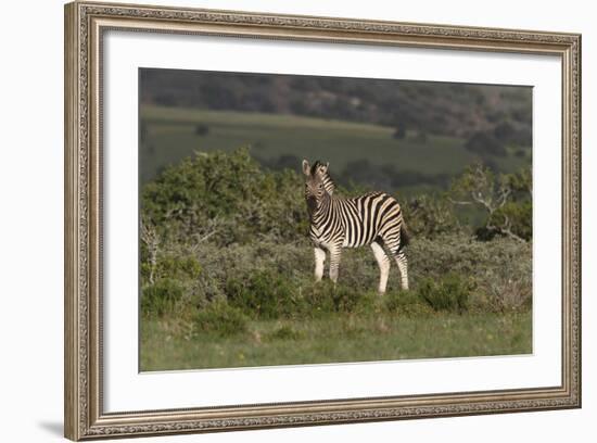 African Zebras 019-Bob Langrish-Framed Photographic Print