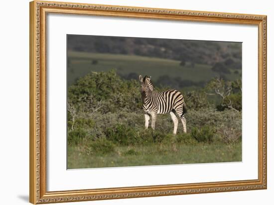 African Zebras 019-Bob Langrish-Framed Photographic Print