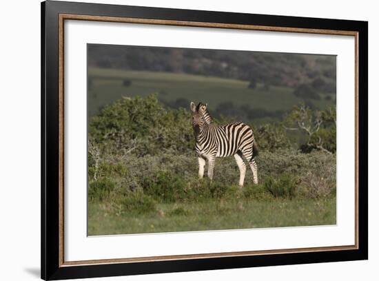 African Zebras 019-Bob Langrish-Framed Photographic Print