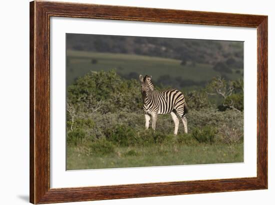 African Zebras 019-Bob Langrish-Framed Photographic Print