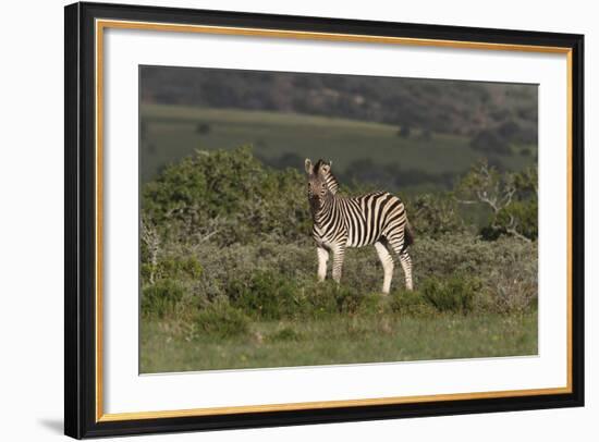 African Zebras 019-Bob Langrish-Framed Photographic Print