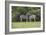 African Zebras 023-Bob Langrish-Framed Photographic Print