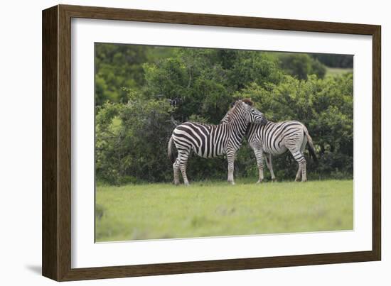 African Zebras 023-Bob Langrish-Framed Photographic Print