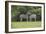 African Zebras 023-Bob Langrish-Framed Photographic Print