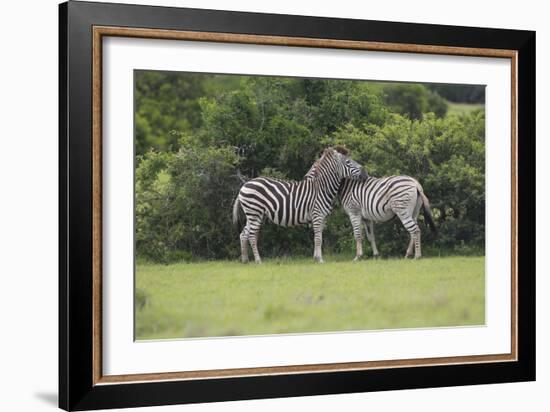 African Zebras 023-Bob Langrish-Framed Photographic Print