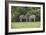 African Zebras 023-Bob Langrish-Framed Photographic Print