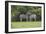 African Zebras 023-Bob Langrish-Framed Photographic Print