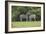 African Zebras 023-Bob Langrish-Framed Photographic Print