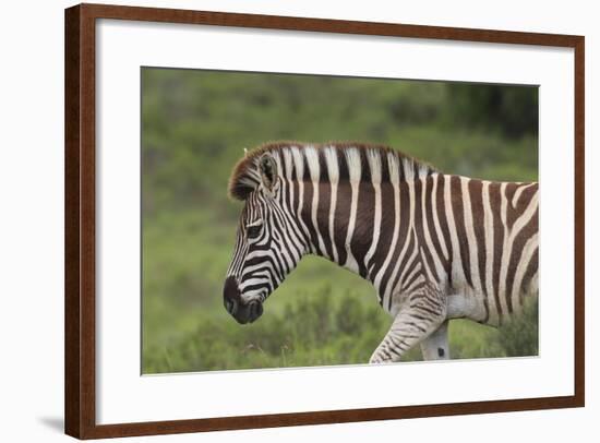 African Zebras 025-Bob Langrish-Framed Photographic Print