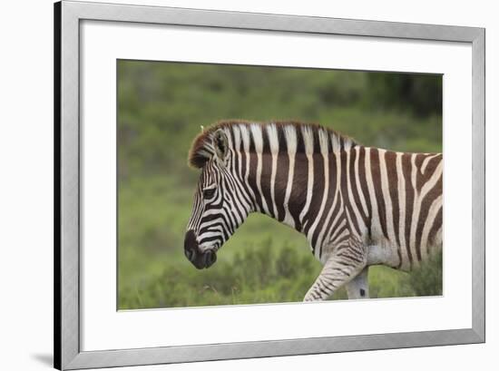 African Zebras 025-Bob Langrish-Framed Photographic Print