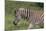African Zebras 025-Bob Langrish-Mounted Photographic Print
