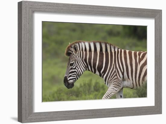 African Zebras 025-Bob Langrish-Framed Photographic Print