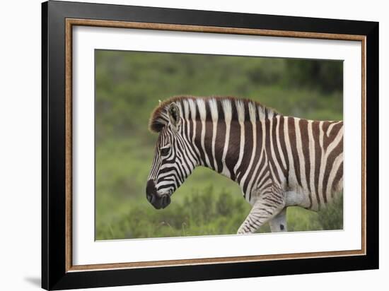 African Zebras 025-Bob Langrish-Framed Photographic Print