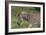 African Zebras 025-Bob Langrish-Framed Photographic Print