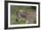 African Zebras 025-Bob Langrish-Framed Photographic Print