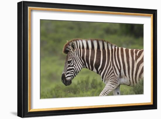 African Zebras 025-Bob Langrish-Framed Photographic Print