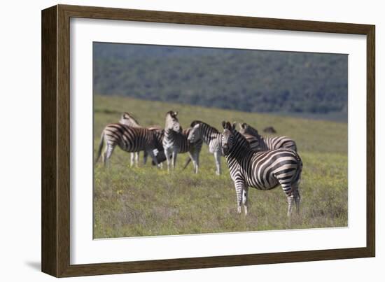 African Zebras 031-Bob Langrish-Framed Photographic Print