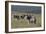 African Zebras 031-Bob Langrish-Framed Photographic Print