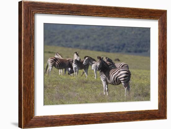 African Zebras 031-Bob Langrish-Framed Photographic Print