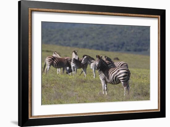 African Zebras 031-Bob Langrish-Framed Photographic Print