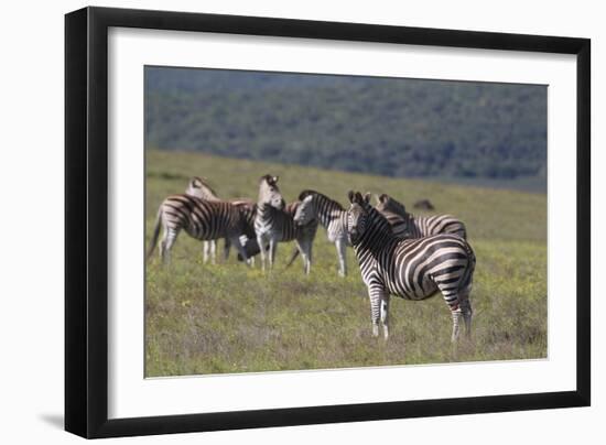 African Zebras 031-Bob Langrish-Framed Photographic Print