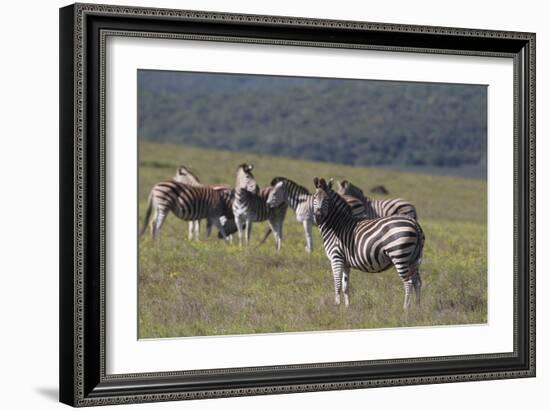 African Zebras 031-Bob Langrish-Framed Photographic Print