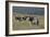 African Zebras 031-Bob Langrish-Framed Photographic Print