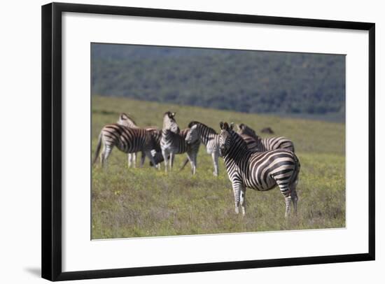 African Zebras 031-Bob Langrish-Framed Photographic Print