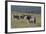 African Zebras 031-Bob Langrish-Framed Photographic Print