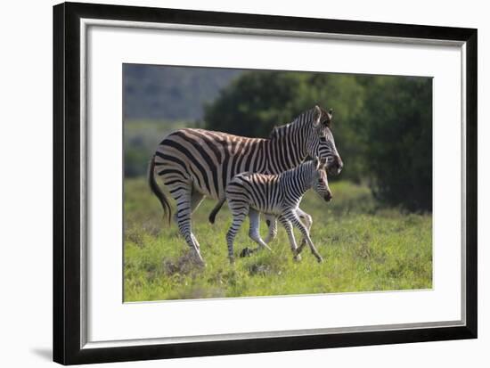 African Zebras 037-Bob Langrish-Framed Photographic Print