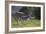 African Zebras 037-Bob Langrish-Framed Photographic Print