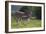 African Zebras 037-Bob Langrish-Framed Photographic Print