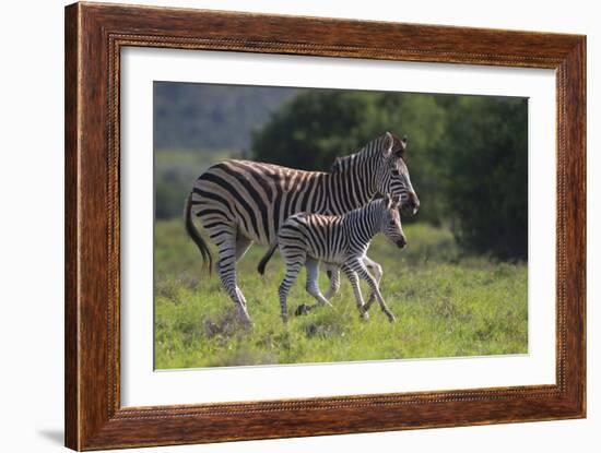 African Zebras 037-Bob Langrish-Framed Photographic Print