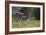 African Zebras 037-Bob Langrish-Framed Photographic Print