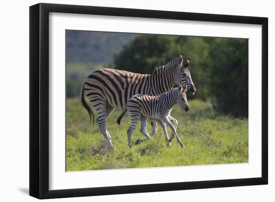 African Zebras 037-Bob Langrish-Framed Photographic Print