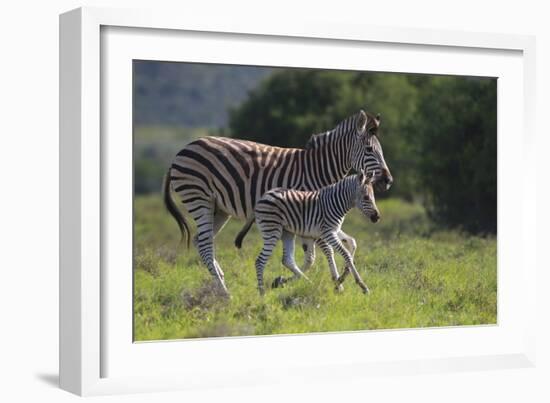 African Zebras 037-Bob Langrish-Framed Photographic Print