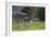 African Zebras 037-Bob Langrish-Framed Photographic Print