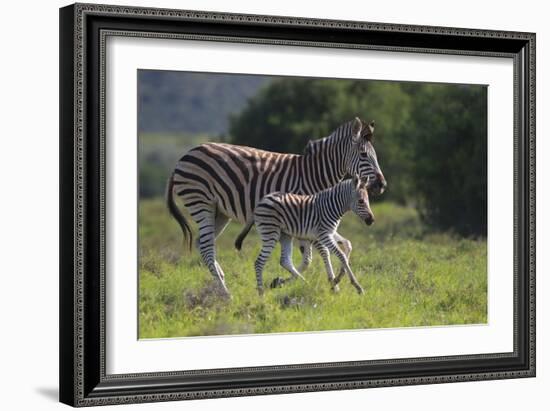 African Zebras 037-Bob Langrish-Framed Photographic Print