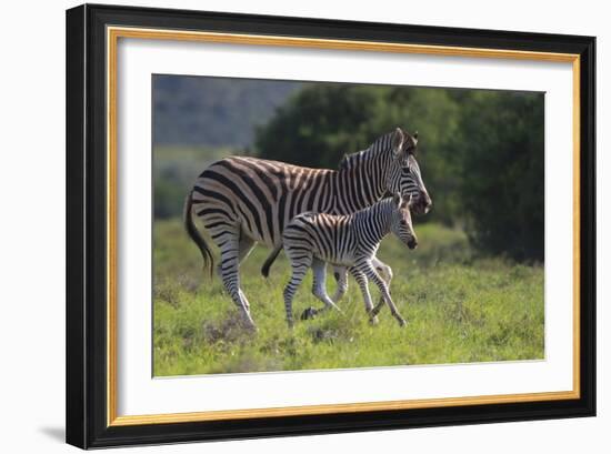 African Zebras 037-Bob Langrish-Framed Photographic Print