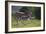 African Zebras 037-Bob Langrish-Framed Photographic Print