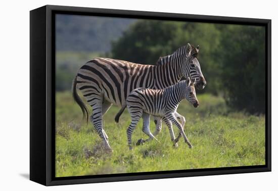 African Zebras 037-Bob Langrish-Framed Premier Image Canvas
