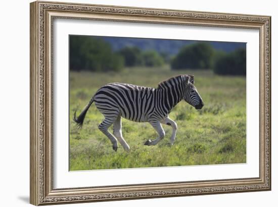 African Zebras 041-Bob Langrish-Framed Photographic Print