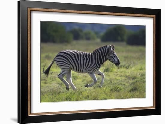 African Zebras 041-Bob Langrish-Framed Photographic Print