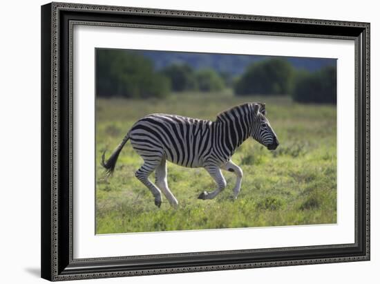 African Zebras 041-Bob Langrish-Framed Photographic Print