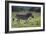 African Zebras 041-Bob Langrish-Framed Photographic Print