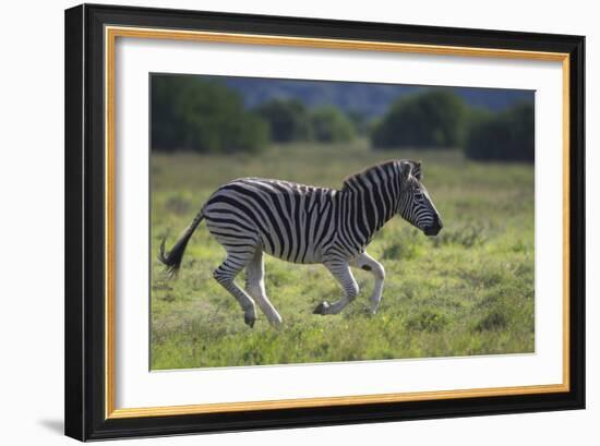 African Zebras 041-Bob Langrish-Framed Photographic Print