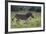 African Zebras 041-Bob Langrish-Framed Photographic Print